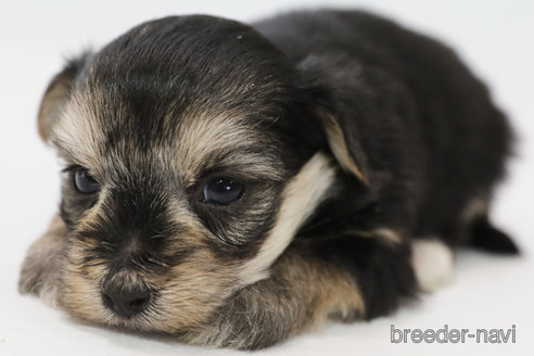 成約済の神奈川県のミックス犬-346926の3枚目